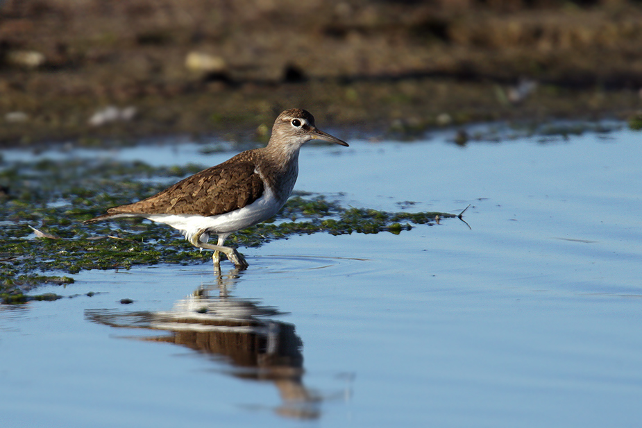 Fugl-Actitis hypoleucos_4414