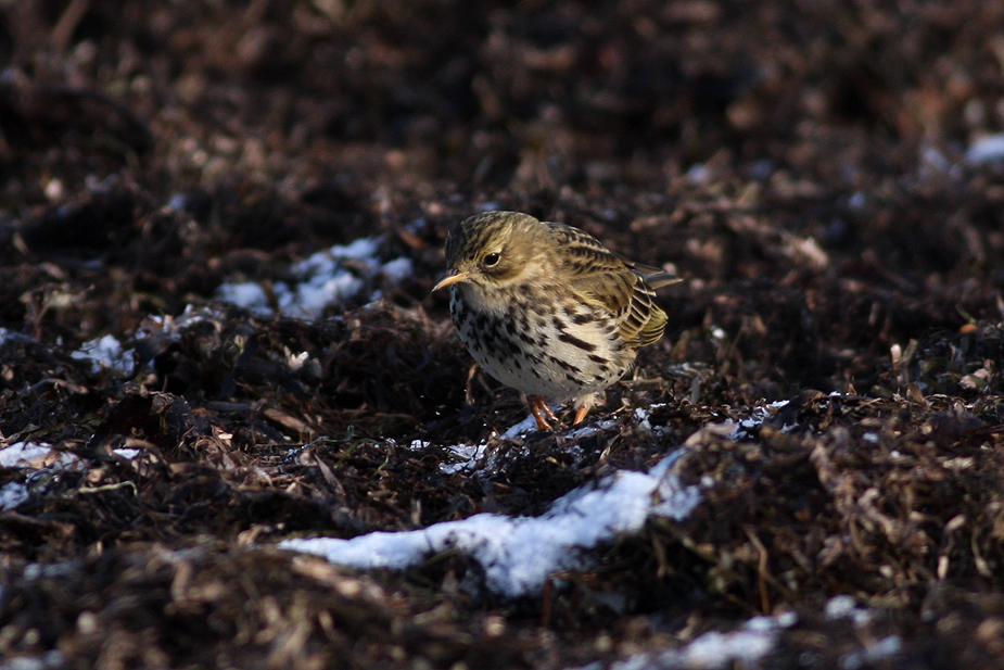 Fugl-Anthus pratensis_4615