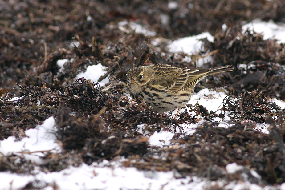 Anthus pratensis_8722