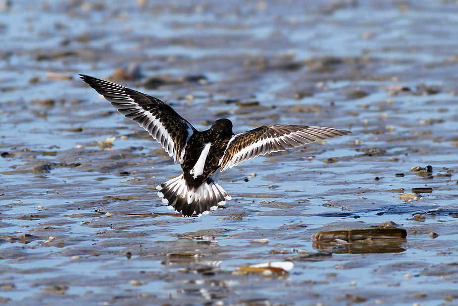 Fugl-Arenaria interpres_0761