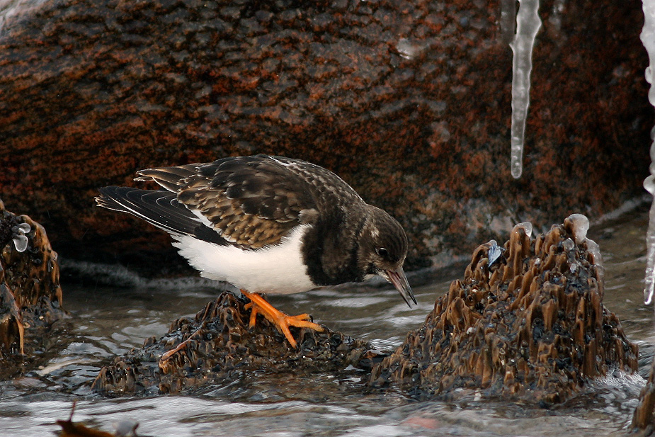 Fugl-Arenaria interpres_8456