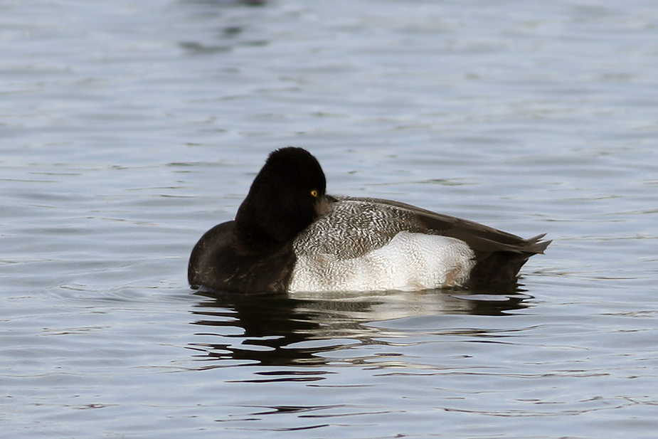 Fugl-Aythya affinis_0245