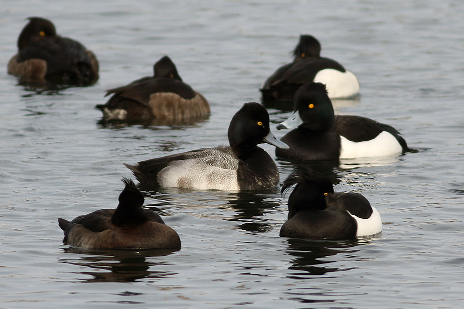 Fugl-Aythya affinis_0246