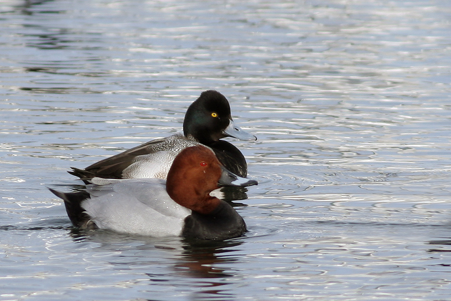 Fugl-Aythya affinis_0260