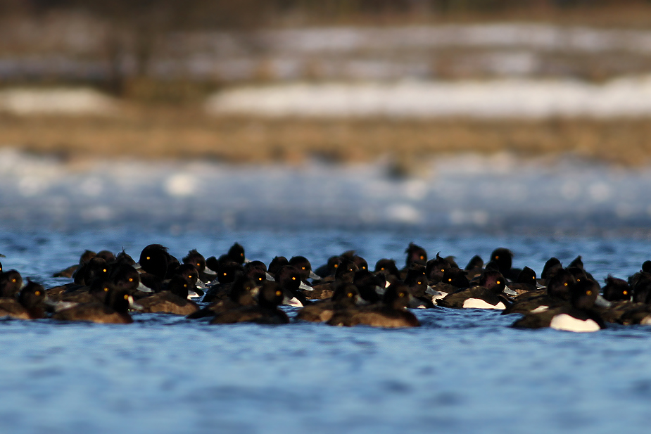 Fugl-Aythya fuligula_1494