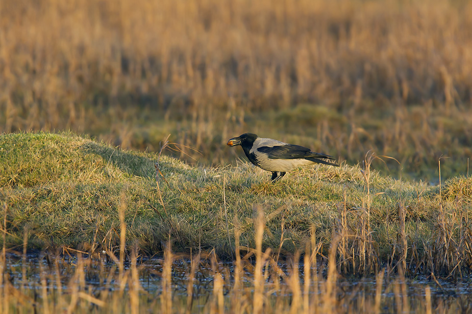 Fugl-Corvus cornix_1623