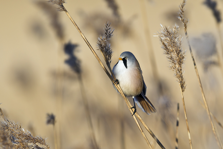 Fugl-Panurus biarmicus_7848