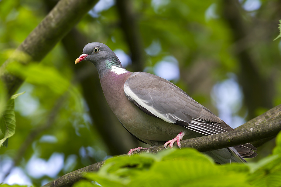 Fugl-Columba palumbus_8579