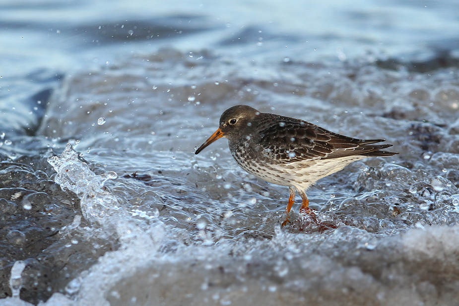 Fugl-Calidris maritima_6467