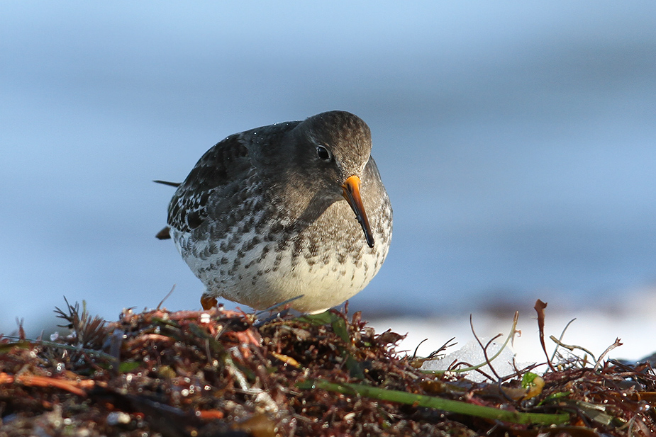 Fugl-Calidris maritima_6531