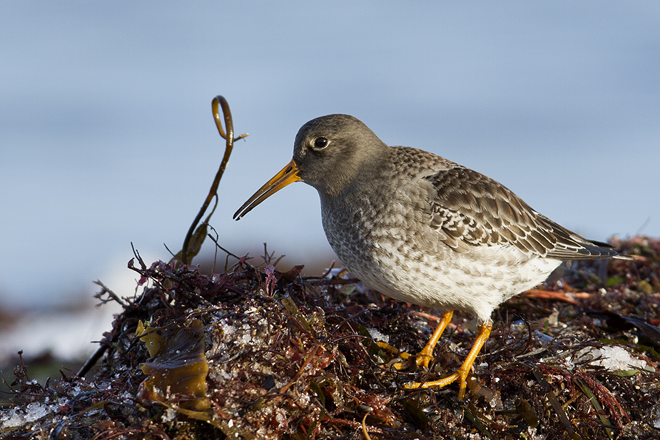 Fugl-Calidris maritima_6541