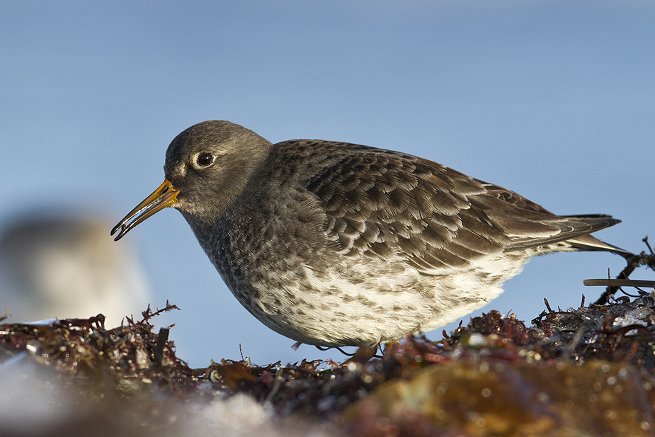 Fugl-Calidris maritima_6612