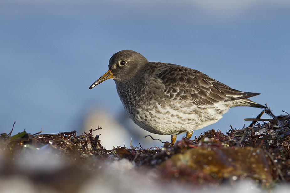 Fugl-Calidris maritima_6616