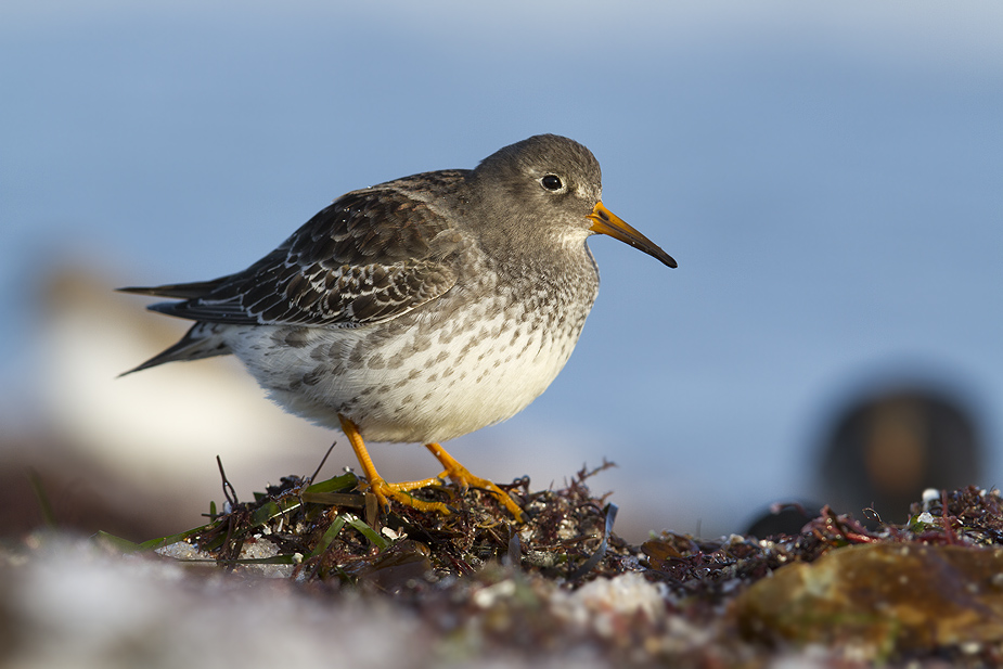 Fugl-Calidris maritima_6645