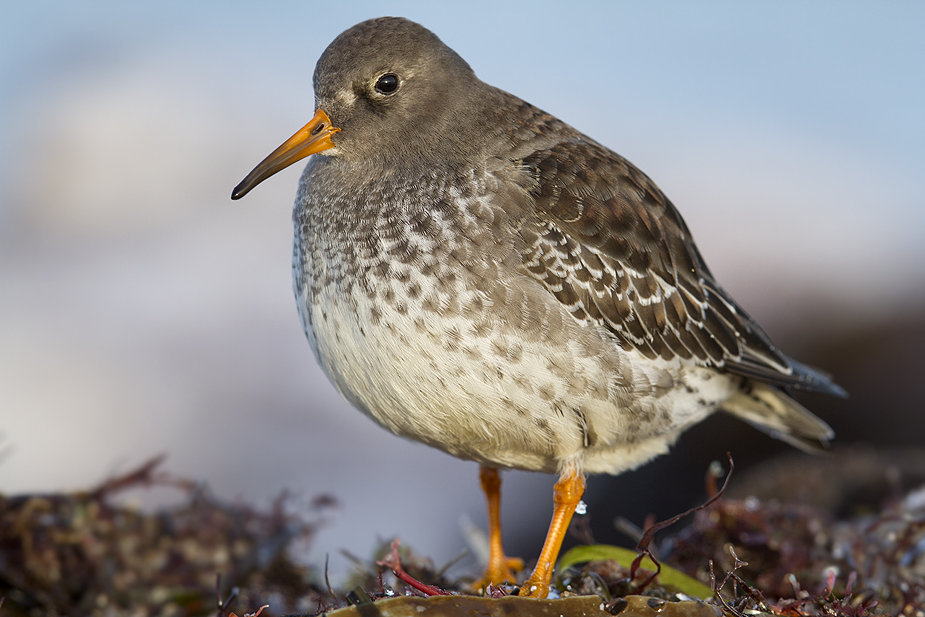 Fugl-Calidris maritima_6769-1