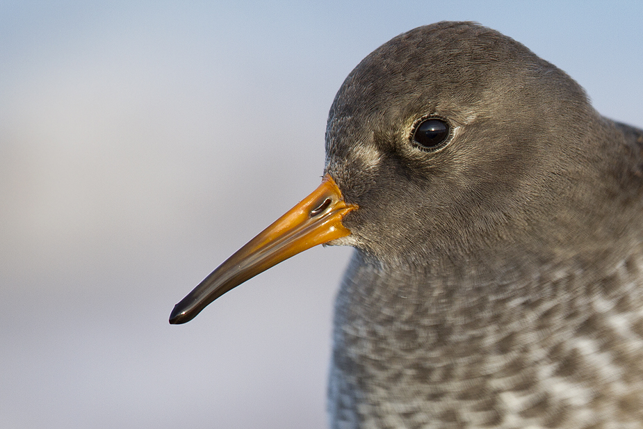 Fugl-Calidris maritima_6772