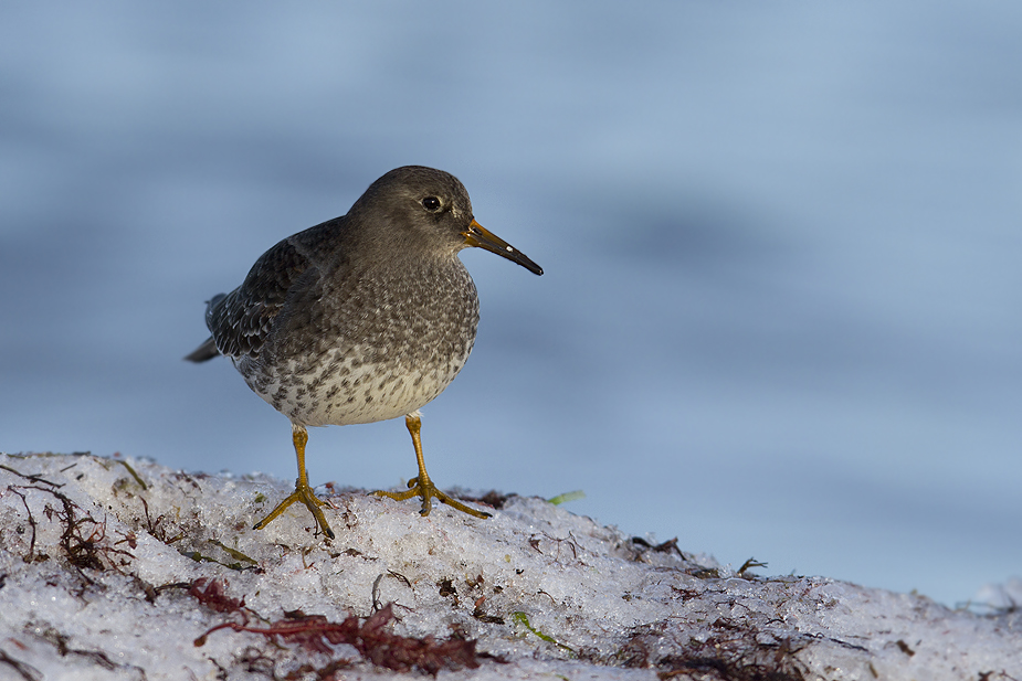 Fugl-Calidris maritima_6802
