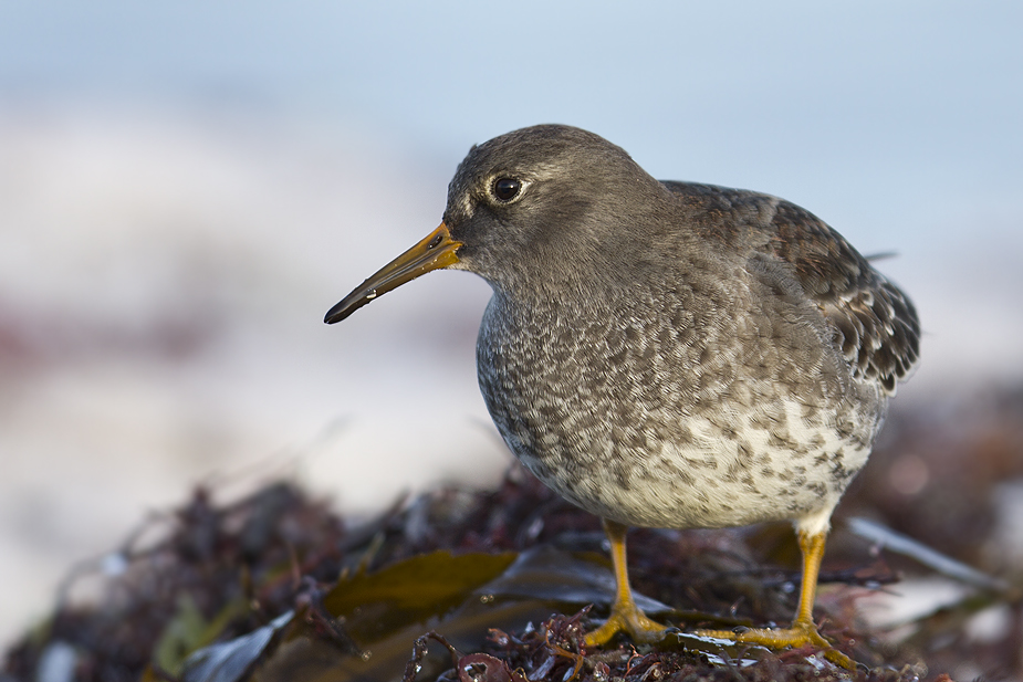 Fugl-Calidris maritima_6809