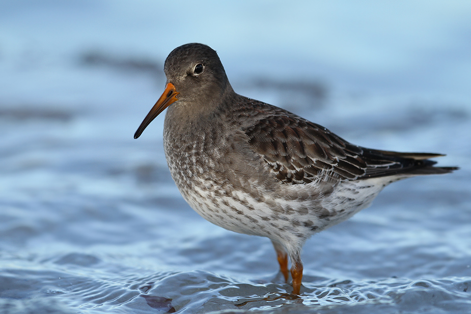 Fugl-Calidris maritima_6915