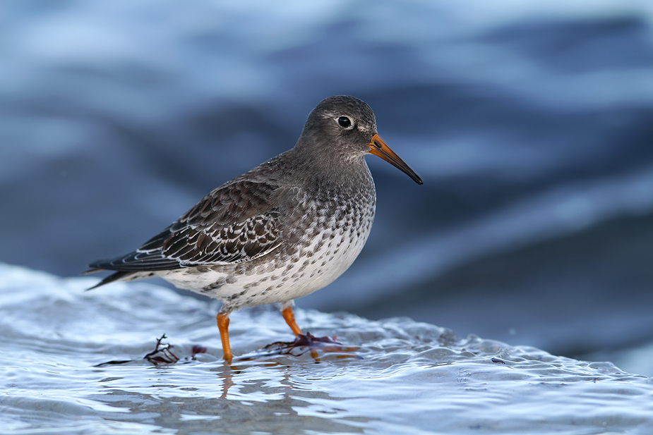 Fugl-Calidris maritima_6933