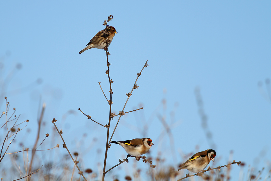 Fugl-Carduelis carduelis_0719