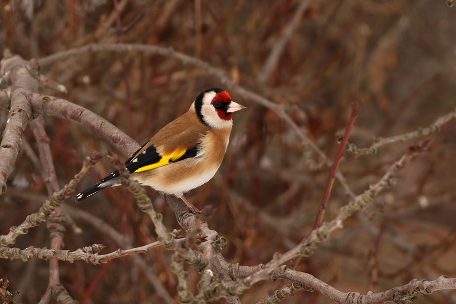 Fugl-Carduelis carduelis_1872