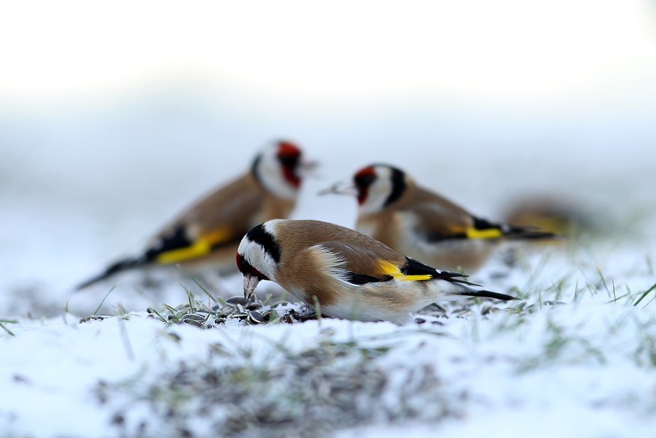 Fugl-Carduelis carduelis_4461