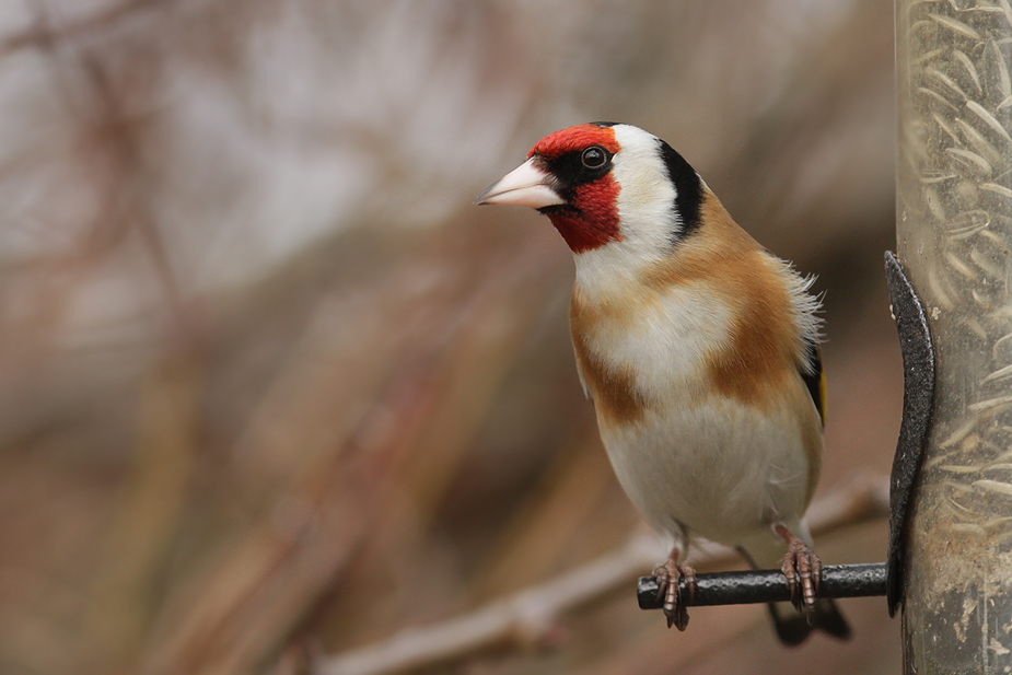 Fugl-Carduelis carduelis_6979
