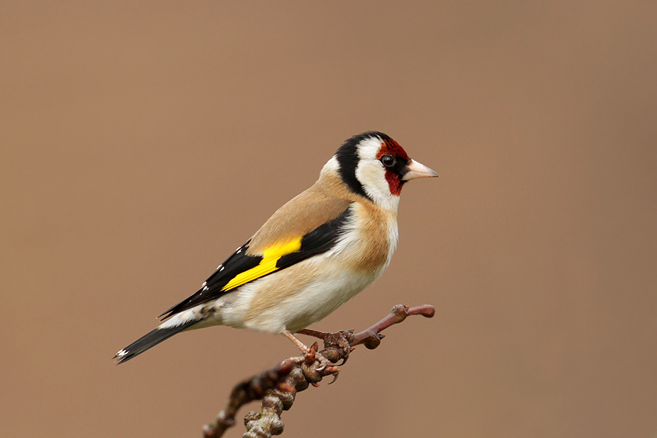 Fugl-Carduelis carduelis_7373