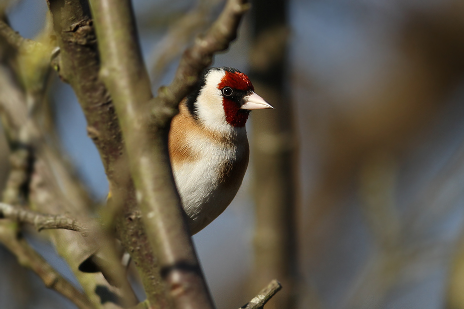 Fugl-Carduelis carduelis_8932