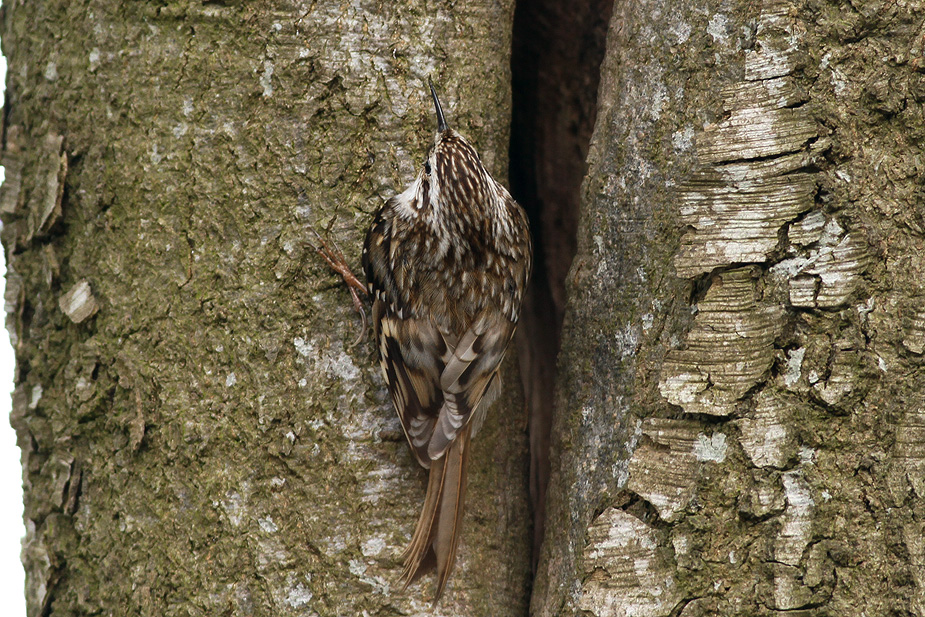 Fugl-Certhia familiaris_5704