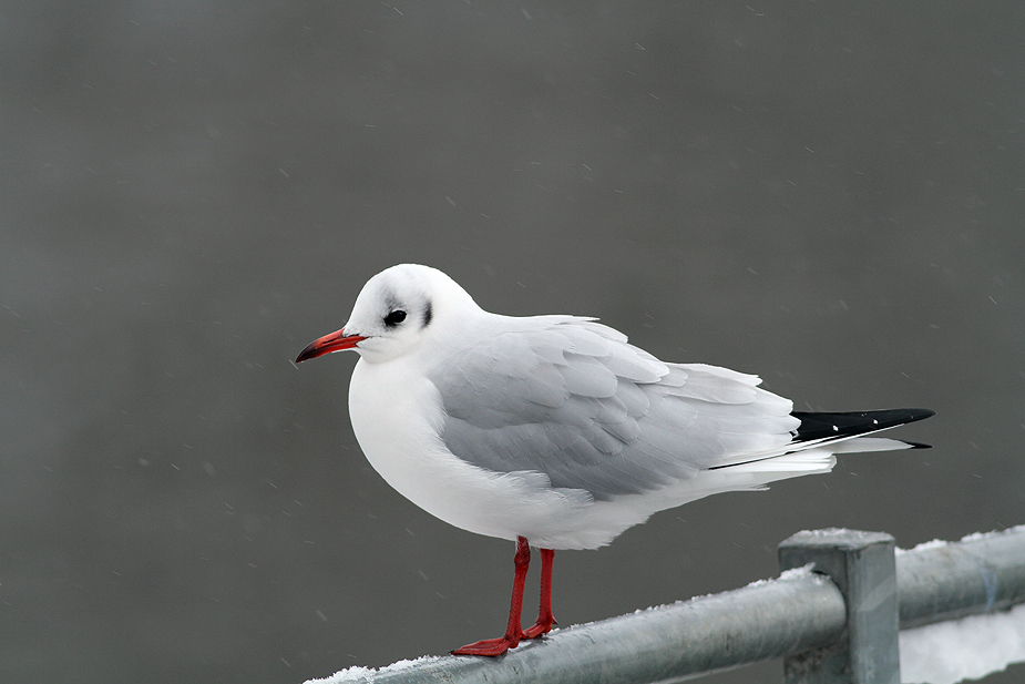Fugl-Chroicocephalus ridibundus_6735