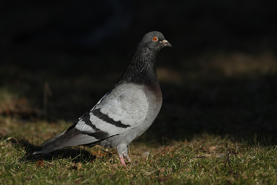 Fugl-Columba livia domestica_8406