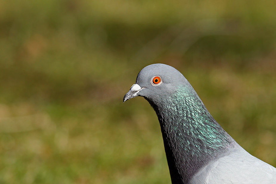 Fugl-Columba livia domestica_8447