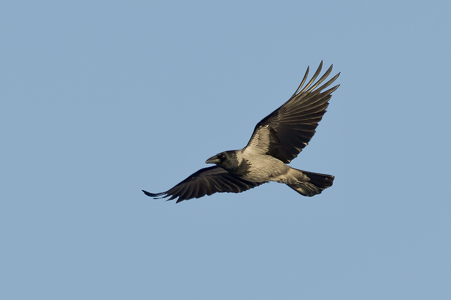 Fugl-Corvus-cornix_8543