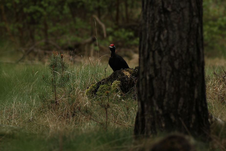 Fugl-Dryocopus martius_3936