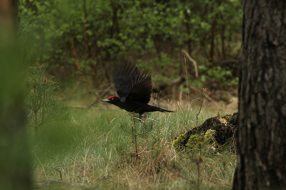 Fugl-Dryocopus martius_3939