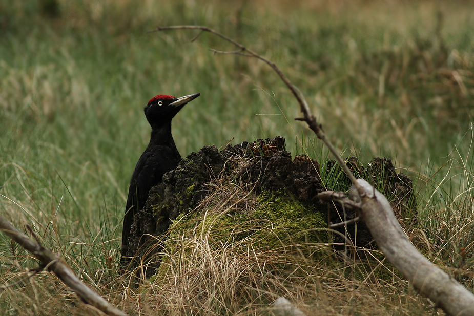 Fugl-Dryocopus martius_3958