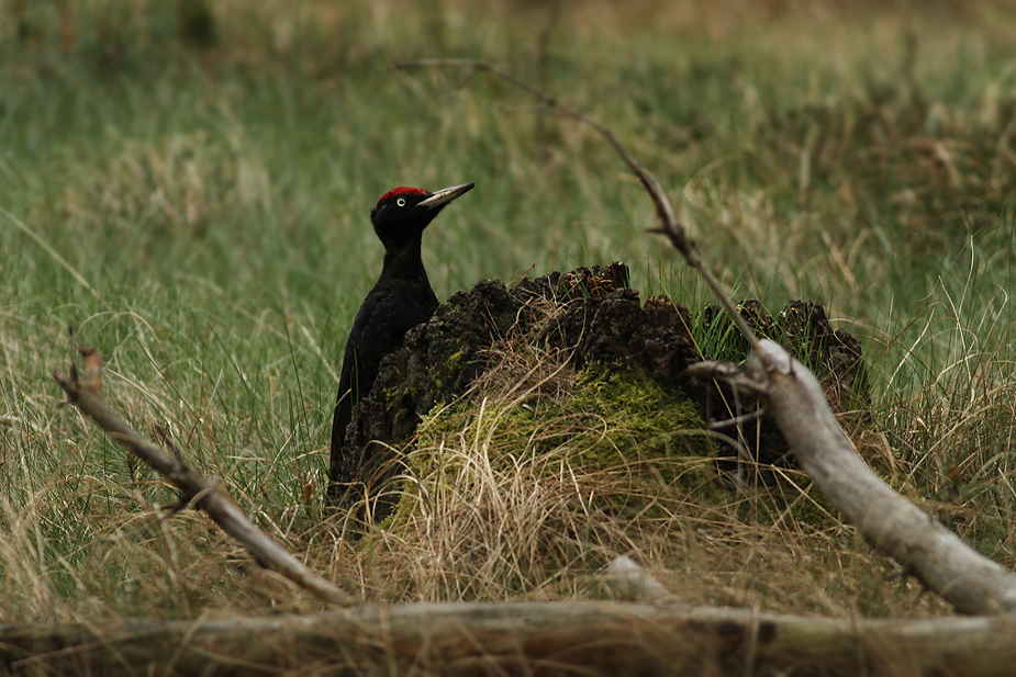 Fugl-Dryocopus martius_3961