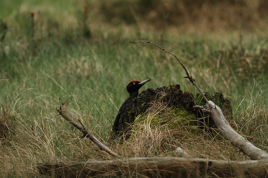 Fugl-Dryocopus martius_3964