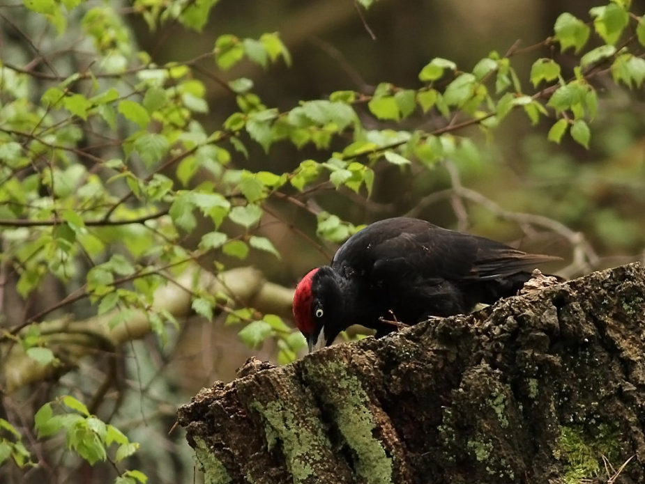 Fugl-Dryocopus martius_4032