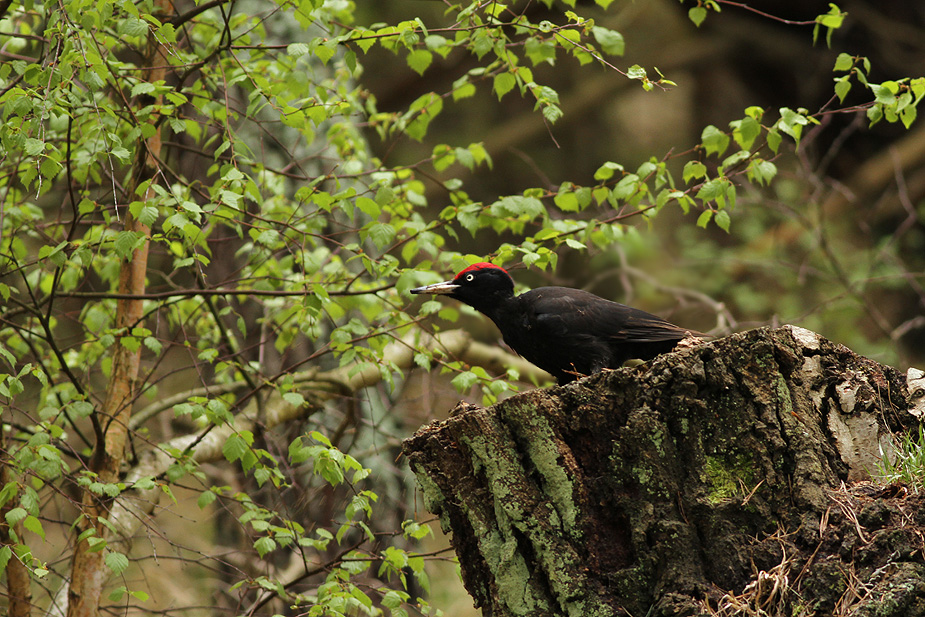 Fugl-Dryocopus martius_4037