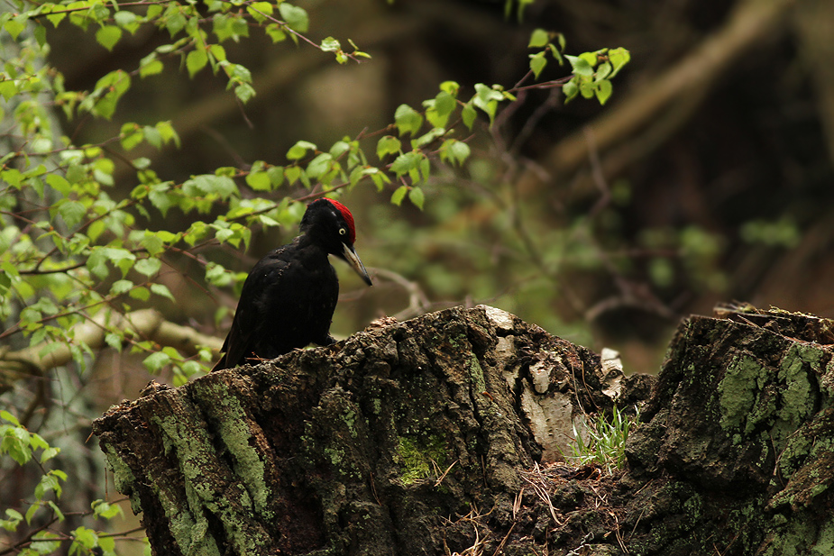 Fugl-Dryocopus martius_4067