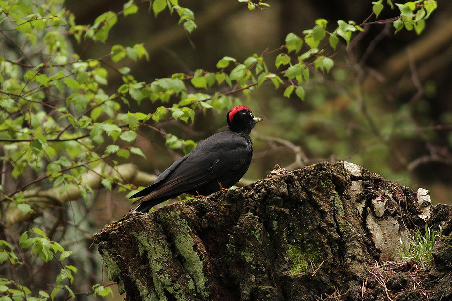 Fugl-Dryocopus martius_4069