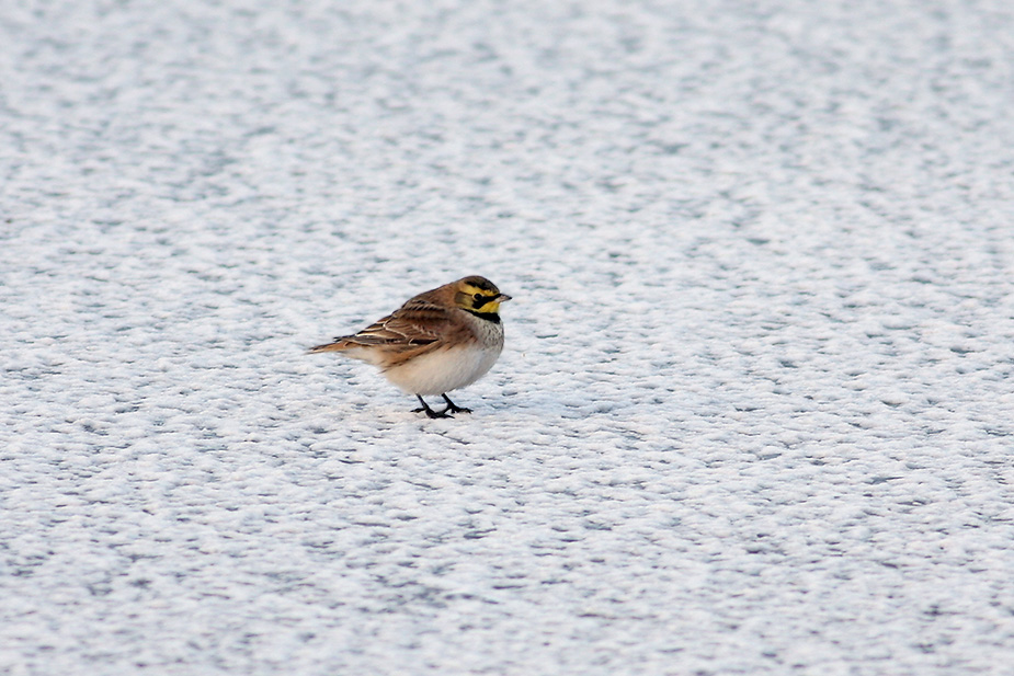 Fugl-Eremophila alpestris_6691
