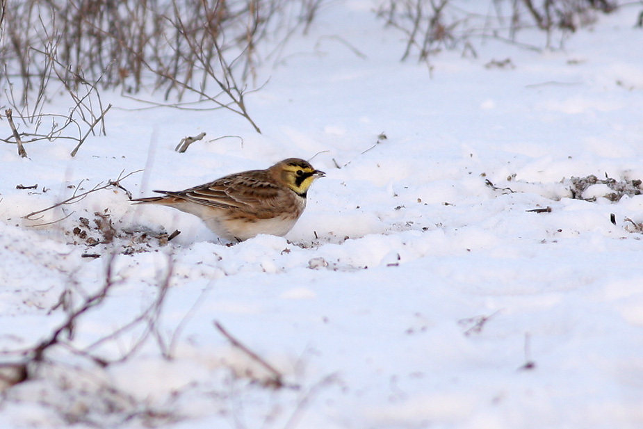 Fugl-Eremophila alpestris_6792
