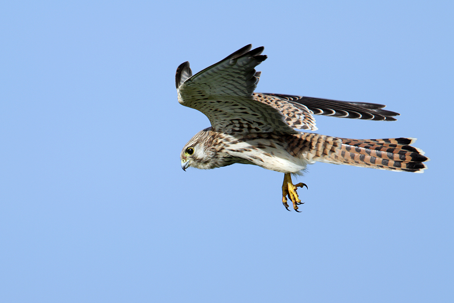 Fugl-Falco tinnunculus_3393