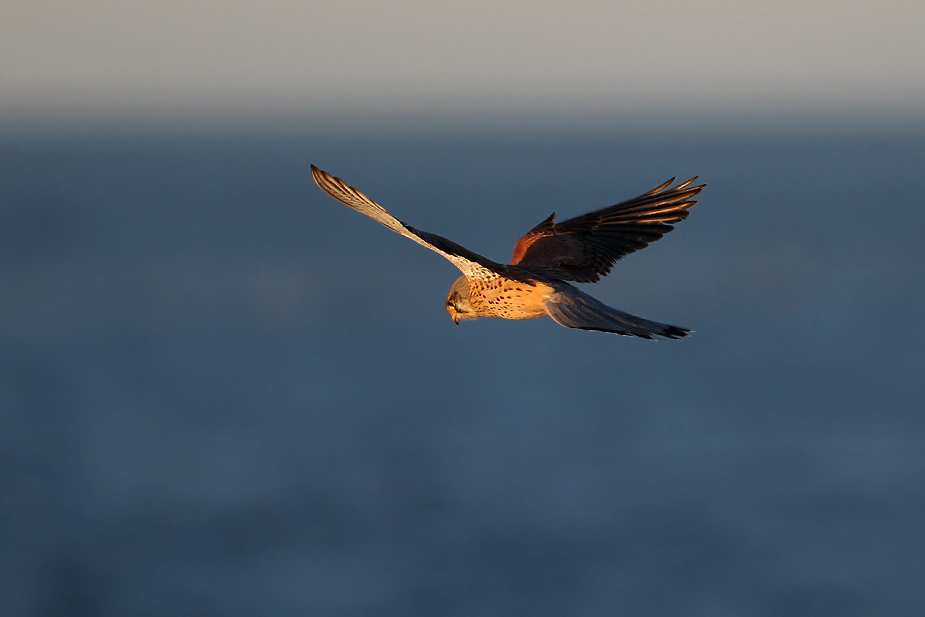 Fugl-Falco tinnunculus_4836