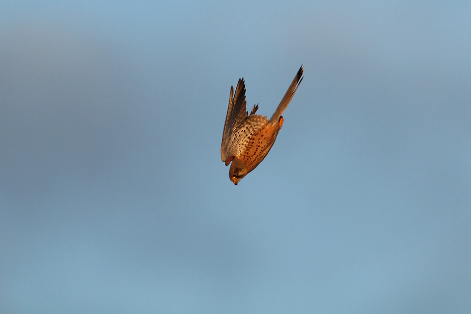 Fugl-Falco tinnunculus_4901