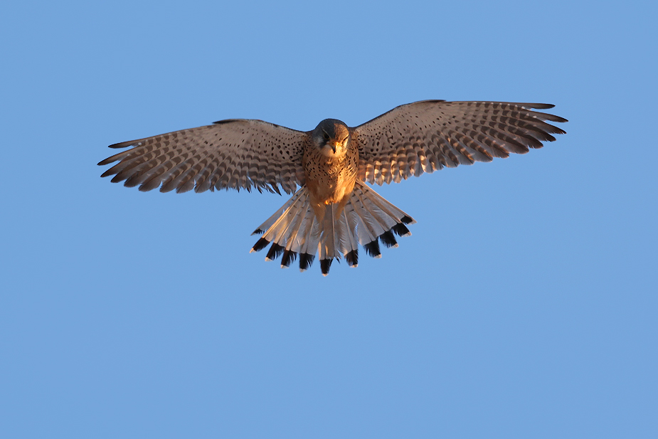 Fugl-Falco tinnunculus_4953